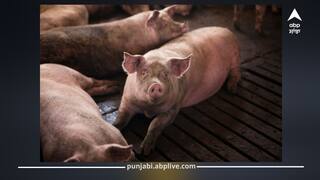 Punjab News: ਪਟਿਆਲਾ 'ਚ ਅਫਰੀਕਨ ਸਵਾਈਨ ਫੀਵਰ ਦਾ ਮਿਲਿਆ ਕੇਸ; ਇਸ ਪਿੰਡ 'ਚ ਮੱਚੀ ਤਰਥੱਲੀ,  ਸੂਰਾਂ ਦੀ ਆਵਾਜਾਈ 'ਤੇ ਰੋਕ