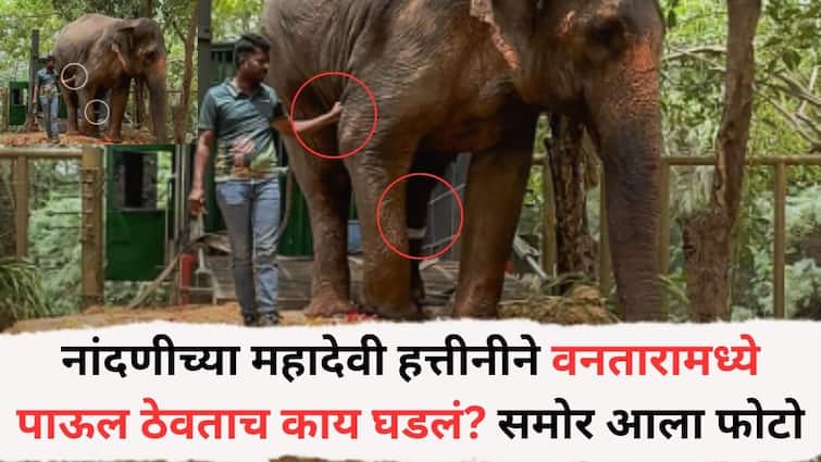 Madhuri Elephant : नांदणीच्या महादेवी हत्तीनीने वनतारामध्ये पाऊल ठेवताच काय घडलं? समोर आला फोटो, नेटकऱ्यांच्या संतप्त प्रतिक्रिया What happened when Nandanis Madhuri Elephant stepped into the Elephant Photo surfaced netizens react furiously Madhuri Elephant : नांदणीच्या महादेवी हत्तीनीने वनतारामध्ये पाऊल ठेवताच काय घडलं? समोर आला फोटो, नेटकऱ्यांच्या संतप्त प्रतिक्रिया