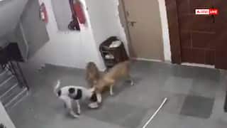 Video: घर में घुसकर आवारा कुत्तों ने पालतू पिल्ले को नोंच-नोंचकर मार डाला, दिल दहला देगा वीडियो