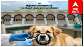 மதுரை மாநகராட்சியில் தெருநாய்கள் தொல்லை: ரேபிஸ் தடுப்பூசி முகாம் எப்போ, எங்கே? முழு விவரம்