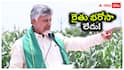 Viral Video: చంద్రబాబు రైతులకు 'భరోసా' లేదన్నారా? వైసీపీ ట్రోల్స్, టీడీపీ కౌంటర్లతో పొలిటికల్ హీట్!