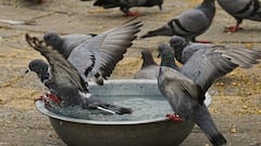 Mumbai Man Feeds Pigeons On Car Roof, FIR Registered