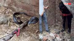 Video: काले कोबरा को पकड़ रहा था युवक, सांप ने उंगली में काटा तो अस्पताल लेकर पहुंचा, वीडियो वायरल