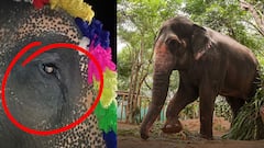 माधुरी कोल्हापुरातून जाताना रडली, हत्तीला रडू आलं तर तो दु:खी असतो का? हत्ती कशामुळे रडतात?