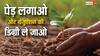 ग्रेजुएशन की डिग्री चाहिए तो यहां लगा दें 10 पेड़, सरकार ने खुद बनाया यह है नियम