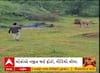 Bhavnagar Lion : ભાવનગરમાં સિંહની પજવણીનો વીડિયો વાયરલ