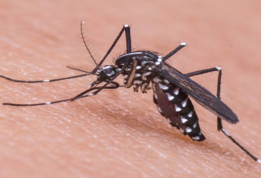 Surat Mahanagar Palika send notice to 13 school and 4 others fines have 11 thousand rupees over the Mosquito infestation Mosquito: મચ્છરોનો ઉપદ્રવ વધતા સુરત મનપા એક્શનમાં, 13 શાળાઓને નૉટિસ, ચારને 11 હજારનો દંડ ફટકારાયો