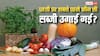 पृथ्वी पर सबसे पहले उगाई गई थी कौन-सी सब्जी? आज भी 99 पर्सेंट लोगों की फेवरेट