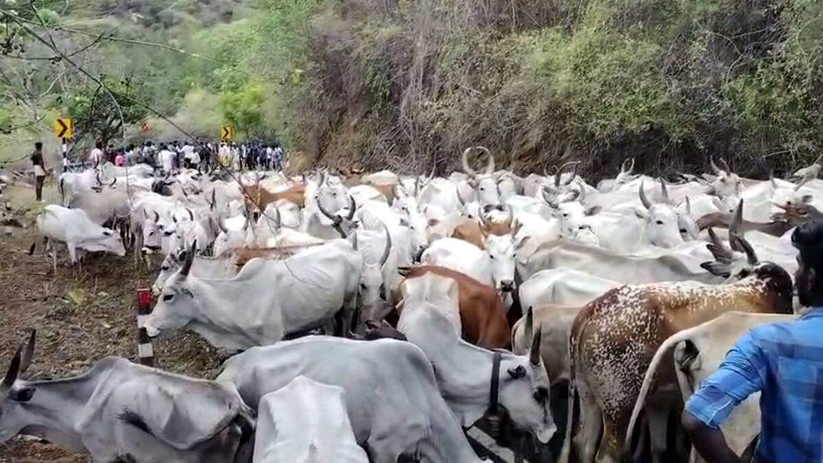 சீமான்  போராட்டம்: வனத்துறைக்கு எதிராக மாடு மேய்த்ததால் பரபரப்பு! போடிநாயக்கனூரில் நடந்தது என்ன?