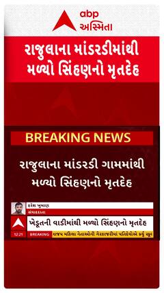 Amreli Lion Death News : રાજુલાના માંડરડી ગામમાંથી મળ્યો સિંહણનો મૃતદેહ, કુદરતી મોતનો વનવિભાગનો દાવો