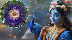 Janmashtami 2025: జన్మాష్టమికి ముందు ఈ మొక్కను ఇంటికి తీసుకురండి, శ్రీకృష్ణుడి అనుగ్రహం మీపై ఎప్పటికీ ఉంటుంది!
