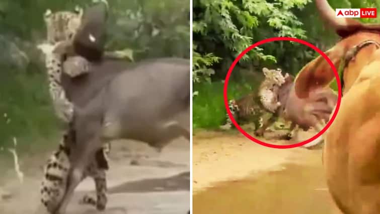 Video: बीच सड़क बछड़े पर अटैक, तेंदुए ने जबड़े में दबोचा, आई गाय तो उल्टे पैर भागा