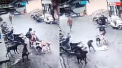 Video: स्कूल से लौट रही बच्ची पर टूट पड़े एक साथ 5 कुत्ते, वीडियो देख सहम जाएंगे आप!