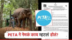महादेवी उर्फ माधुरीला वनतारामध्ये का हलवण्यात आलं? PETA ने नेमकं काय म्हटलं होतं?