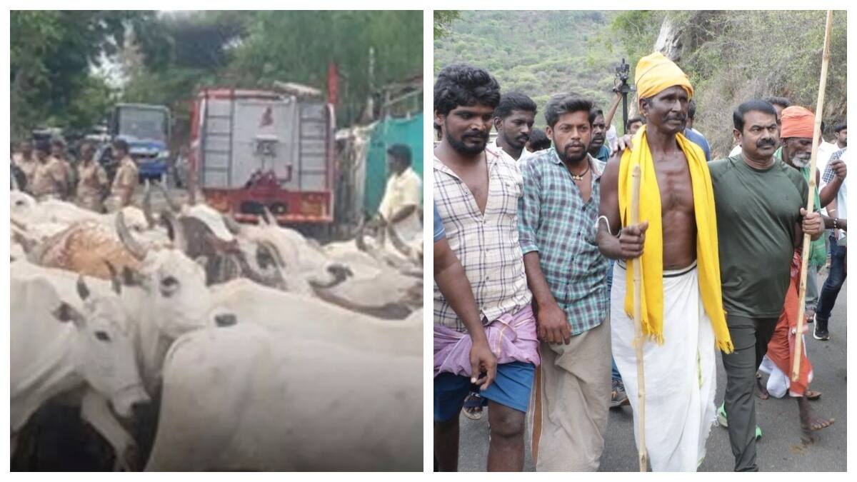 குழாய திறந்தா பால் வருமா..? மாடு மேய்க்கும் போராட்டத்தில் இறங்கிய சீமான்