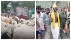 குழாய திறந்தா பால் வருமா..? மாடு மேய்க்கும் போராட்டத்தில் இறங்கிய சீமான்