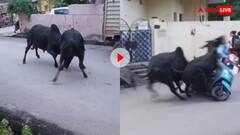 मुझे क्यों तोड़ा? दो सांड की लड़ाई में पापा की परी की आ गई शामत, स्कूटी समेत उठाकर फेंका- वीडियो वायरल