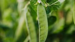 पृथ्वी पर सबसे पहले उगाई गई थी कौन-सी सब्जी? आज भी 99 पर्सेंट लोगों की फेवरेट