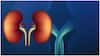 Kidney Diseases : కిడ్నీలు సరిగ్గా పనిచేస్తున్నాయో లేదో ముఖం చూసి చెప్పేయొచ్చు.. ఈ మార్పులే సంకేతాలు