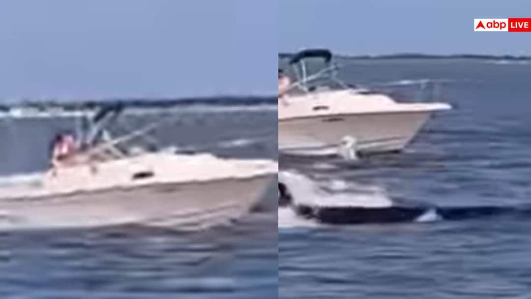 A whale died after being hit by a boat on America New Jersey shore passenger also fell into sea Video: समुद्र में बोट से टकरा गई 20 फुट लंबी व्हेल, फड़फड़ाती रही, हो गई मौत, सामने आया वीडियो