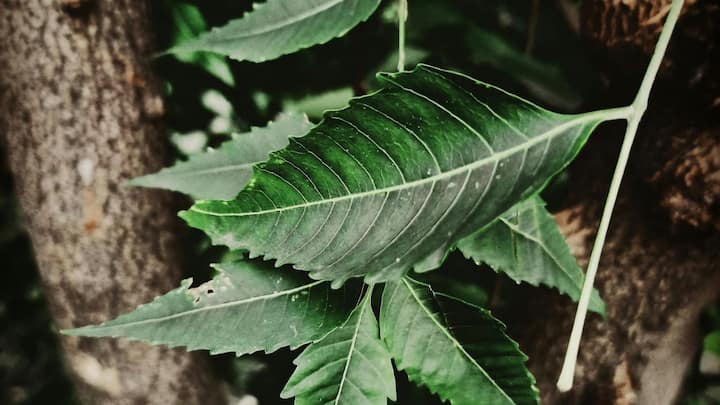 ছবি সূত্র- পিক্সেলস। ত্বকে অতিরিক্ত তেল বের হলে সহজেই নোংরা জমে বাড়ে ব্রনর সমস্যা। এছাড়াও র‍্যাশ, চুলকানি, লালচে ভাব, অস্বস্তি হতে পারে ত্বকে। এইসব ইনফেকশন জাতীয় সমস্যা দূর করবে নিম পাতা।