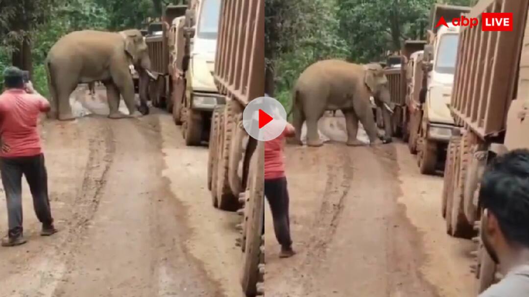 Elephant got hungry it blocked the highway and started looking for bags from the trucks video goes viral खाने की तलाश में हाथी ने जाम कर दिया हाईवे! ट्रकों में टटोले बैग और फिर...वीडियो हो रहा वायरल