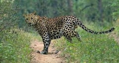 थरारक... शेतात काम करताना दबा धरून बसलेल्या बिबट्यानं डाव साधला; वृद्ध महिलेनं जागेवर जीव सोडला