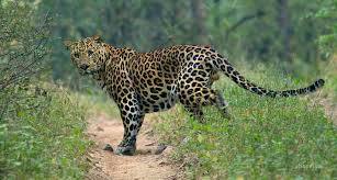 जळगाव जिल्ह्यातील देवगाव शिवारात सोमवारी सकाळी बिबट्याच्या हल्ल्यात ६० वर्षीय वृद्ध महिलेला जीव गमवावा लागला.