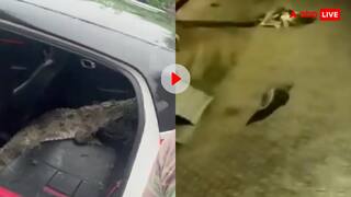 खौफनाक दरिंदे ने मोहल्ले में दी दस्तक! चारों पैर फैलाए कार में आराम करता दिखा मगरमच्छ- वीडियो वायरल