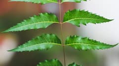 Neem Benefits For Skin And Health: বর্ষায় চুল এবং ত্বকের খেয়াল রাখবে নিম পাতা, কিন্তু কীভাবে?