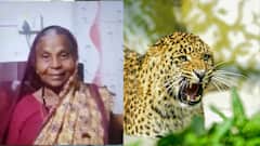 थरारक... शेतात काम करताना दबा धरून बसलेल्या बिबट्यानं डाव साधला; वृद्ध महिलेनं जागेवर जीव सोडला