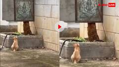 अब चूहे नहीं खाऊंगी... महादेव के सामने बिल्ली ने माफी मांगी तो हैरान रह गए यूजर्स, किए ऐसे-ऐसे कमेंट्स