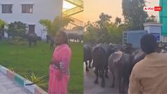Video: अरे बाप रे! शख्स ने विधायक जी के घर में घुसा दीं 15 भैंस, देखता रह गया गार्ड, वीडियो वायरल