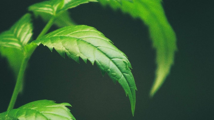 ছবি সূত্র- পিক্সেলস। ত্বকে ব্রনর সমস্যা থাকলে বাড়িতেই নিম পাতা এবং কাঁচা হলুদ একসঙ্গে বেটে নিয়ে সেই জায়গায় লাগাতে পারেন নিয়মিত। উপকার পাবেন খুব দ্রুত।