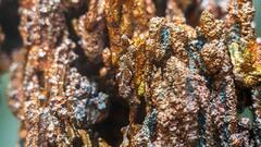 Canada Discovered: धरती से महज 59 फीट नीचे मिला तांबे और सोने का बड़ा भंडार, जानें कहां है ये बड़ा खजाना