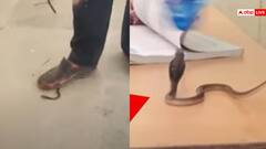 Video: 15 दिनों में निकले 26 कोबरा, गर्ल्स स्कूल बना सांपों का अड्डा, वीडियो देख सहम जाएंगे आप!