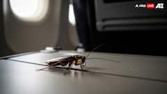 Cockroach Sighted On Air India Flight To Chennai, Airline Responds