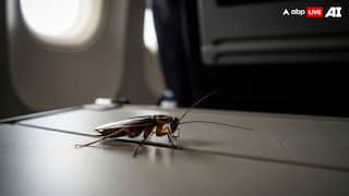 Cockroach Sighted On Air India Flight To Chennai, Airline Responds