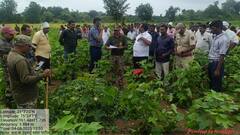 थरारक... शेतात काम करताना दबा धरून बसलेल्या बिबट्यानं डाव साधला; वृद्ध महिलेनं जागेवर जीव सोडला