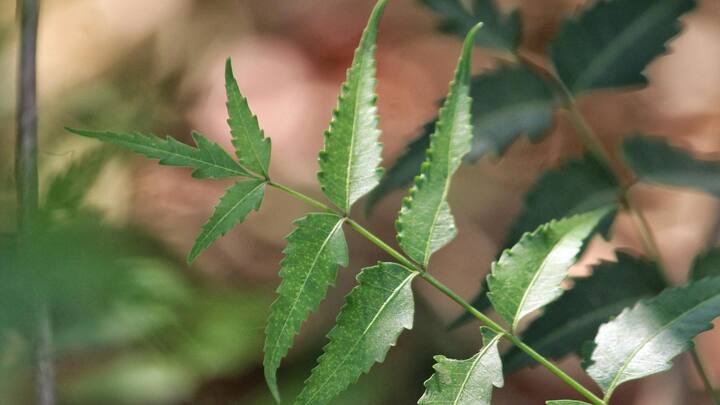 ছবি সূত্র- পিক্সেলস। নিম পাতা বাটা, মধু এবং গোলাপ জল একসঙ্গে মিশিয়েও ত্বকে ব্যবহার করতে পারেন বর্ষার মরশুমে। এই মিশ্রণ ব্রনর সমস্যা সহজে কমায়। শুধু তাই নয়, ত্বকের অন্যান্য অ্যালার্জি, র‍্যাশও কমিয়ে দেবে অনেক কম সময়ে।