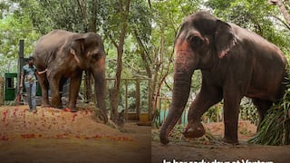 Mahadevi elephant Kolhapur: महादेवी हत्तीणीबाबत वारंवार विचारल्या जाणाऱ्या प्रश्नांना वनताराचे अधिकृत उत्तर