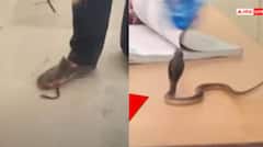 ਕੁੜੀਆਂ ਦਾ ਸਰਕਾਰੀ ਸਕੂਲ ਬਣਿਆ ਸੱਪਾਂ ਦਾ ਅੱਡਾ, 15 ਦਿਨਾਂ ਵਿੱਚ ਨਿਕਲੇ 26 ਕੋਬਰਾ, ਵੀਡੀਓ ਦੇਖ ਕੇ ਆਵੇਗਾ ਡਰ !