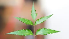 Neem Benefits For Skin And Health: বর্ষায় চুল এবং ত্বকের খেয়াল রাখবে নিম পাতা, কিন্তু কীভাবে?