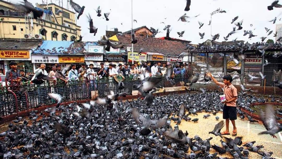 dadar kabutar khana gujarati jain community happy on devendra fadnavis decision mumbai marathi news Kabutar Khana : देवेंद्र फडणवीसांच्या निर्णयाने जैन समाज आनंदी, दादर कबुतरखान्यावरील ताडपत्री आज तातडीने हटवणार