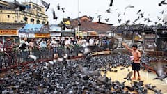 देवेंद्र फडणवीसांच्या निर्णयाने जैन समाज आनंदी, दादर कबुतरखान्यावरील ताडपत्री आज तातडीने हटवणार