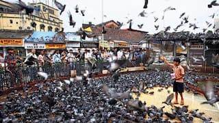 Kabutar Khana : देवेंद्र फडणवीसांच्या निर्णयाने जैन समाज आनंदी, दादर कबुतरखान्यावरील ताडपत्री आज तातडीने हटवणार