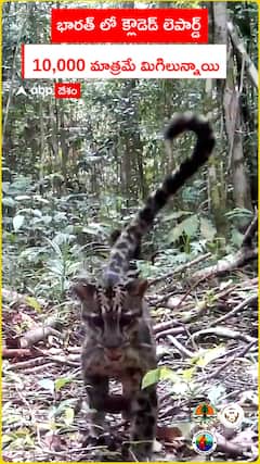 Only 10,000 clouded leopards in India Remaining