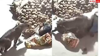 Video: कदम दर कदम पास आती मौत, घर के बाहर सो रहे कुत्ते को खींच ले गया तेंदुआ, देखें वीडियो