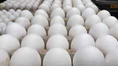 Egg Export: ਟਰੰਪ ਦਾ ਇੱਕ ਹੋਰ ਝਟਕਾ ! ਅਮਰੀਕਾ ਨੇ ਭਾਰਤੀ ਅੰਡਿਆਂ 'ਤੇ ਚੁੱਕੇ ਗੰਭੀਰ ਸਵਾਲ, ਕਿਹਾ- ਇਹ ਬੰਦਿਆਂ ਦੇ ਖਾਣ ਯੋਗ ਨਹੀਂ, ਇਨ੍ਹਾਂ ਨੂੰ ਤਾਂ ਜਾਨਵਰ...