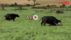 मां से बड़ा योद्धा कोई नहीं! बछड़े की जान बचाने खूंखार शेरों से भिड़ गई भैंस- फिर यूं हुआ चमत्कार- वीडियो वायरल